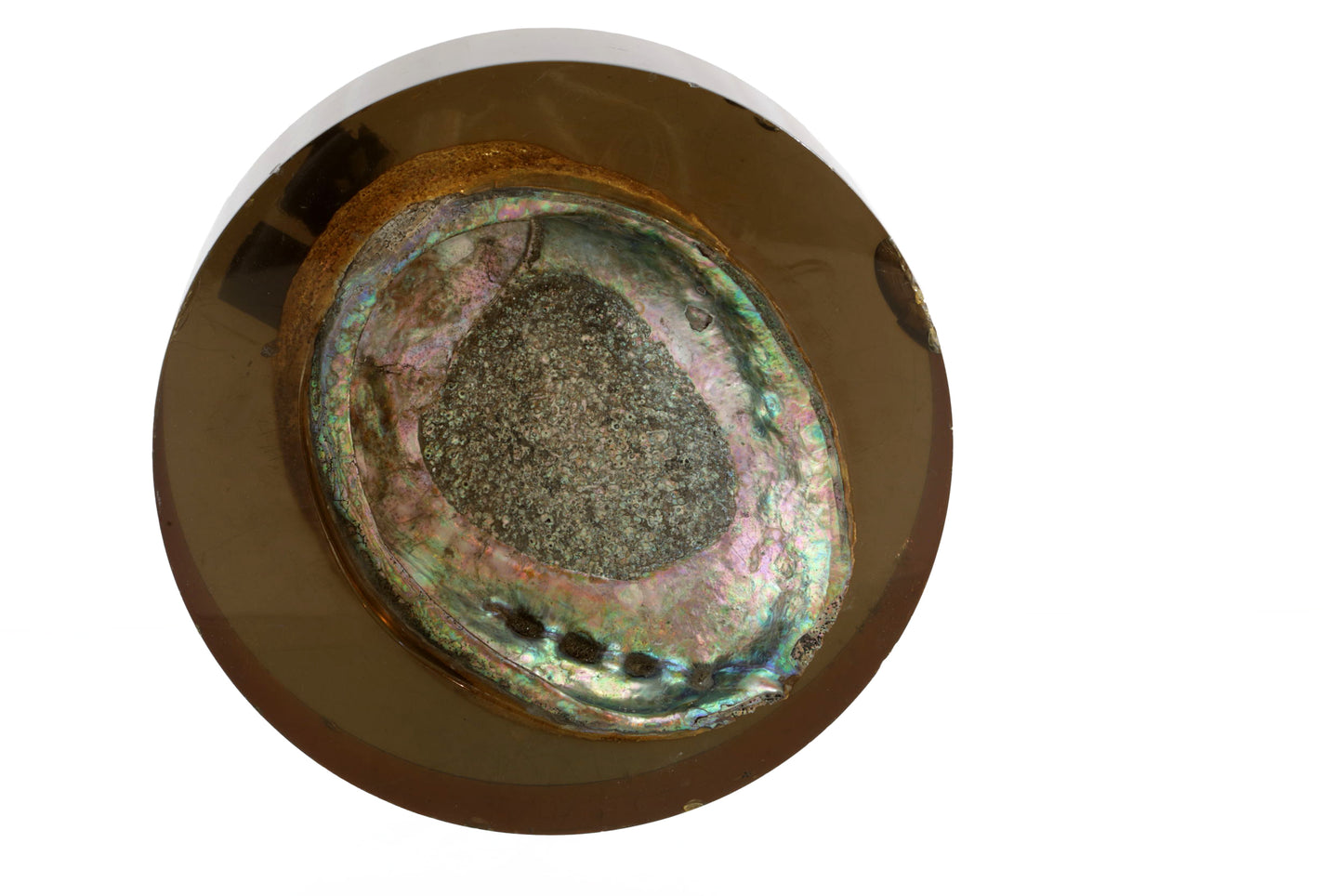 Conchiglia affogata nel plexiglass fumé anni 70