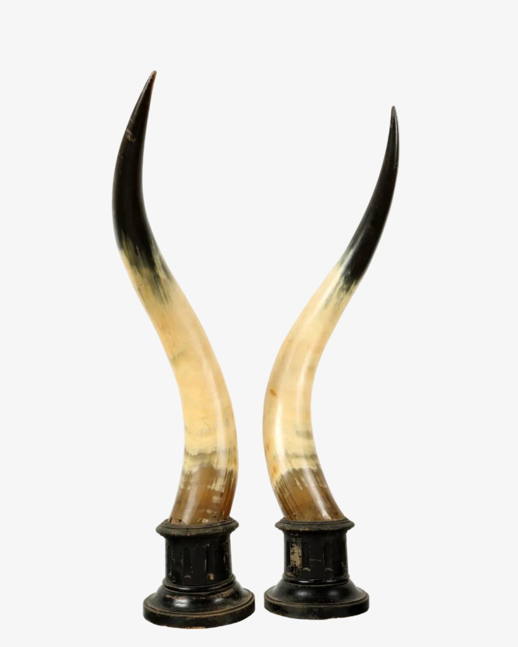 Pair of cow horns with wooden base
