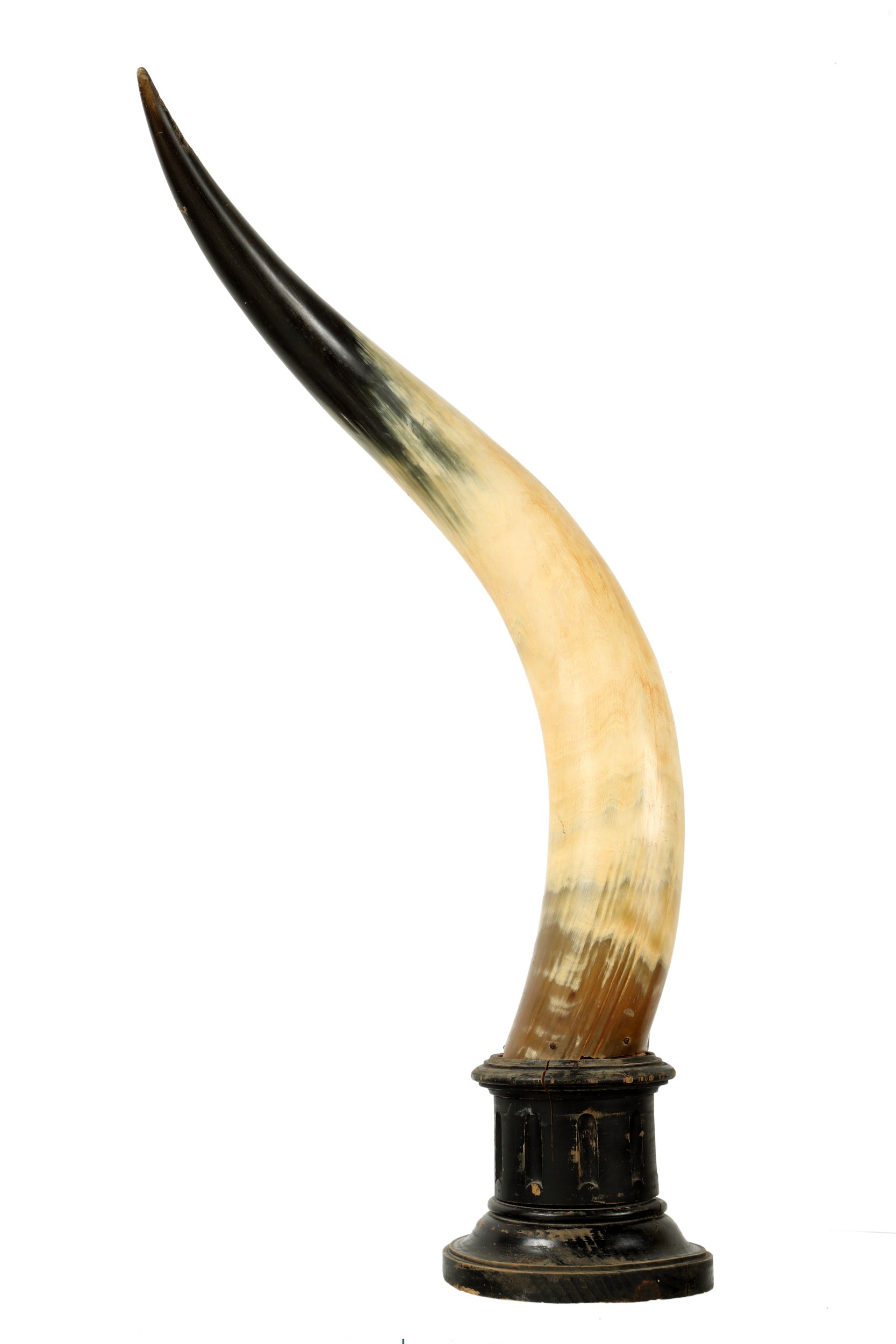 Pair of cow horns with wooden base