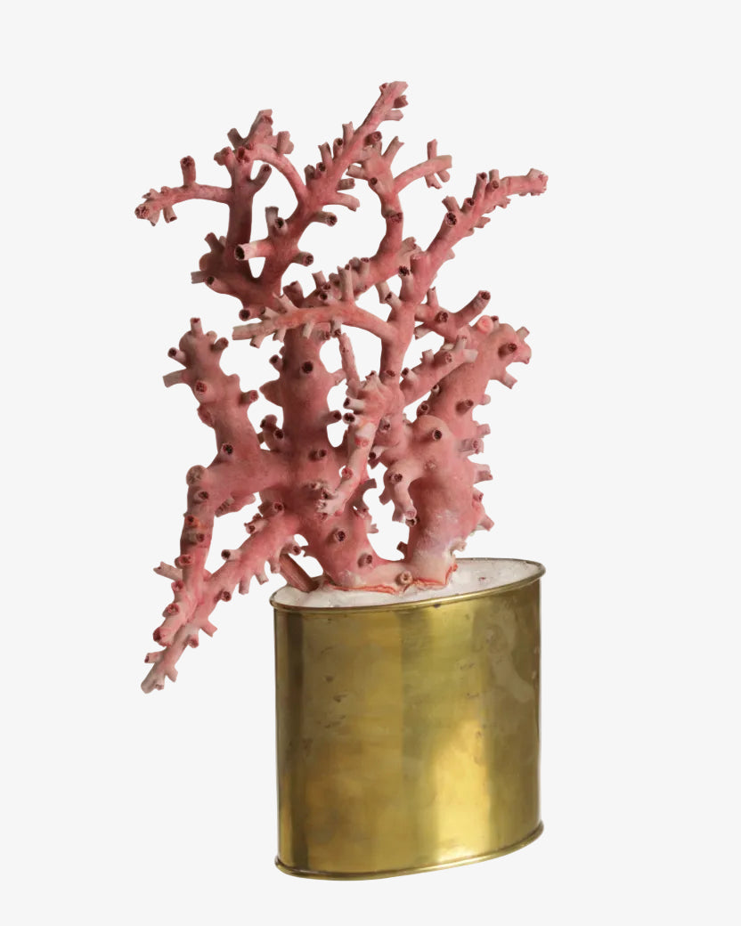 Coral composition 70s