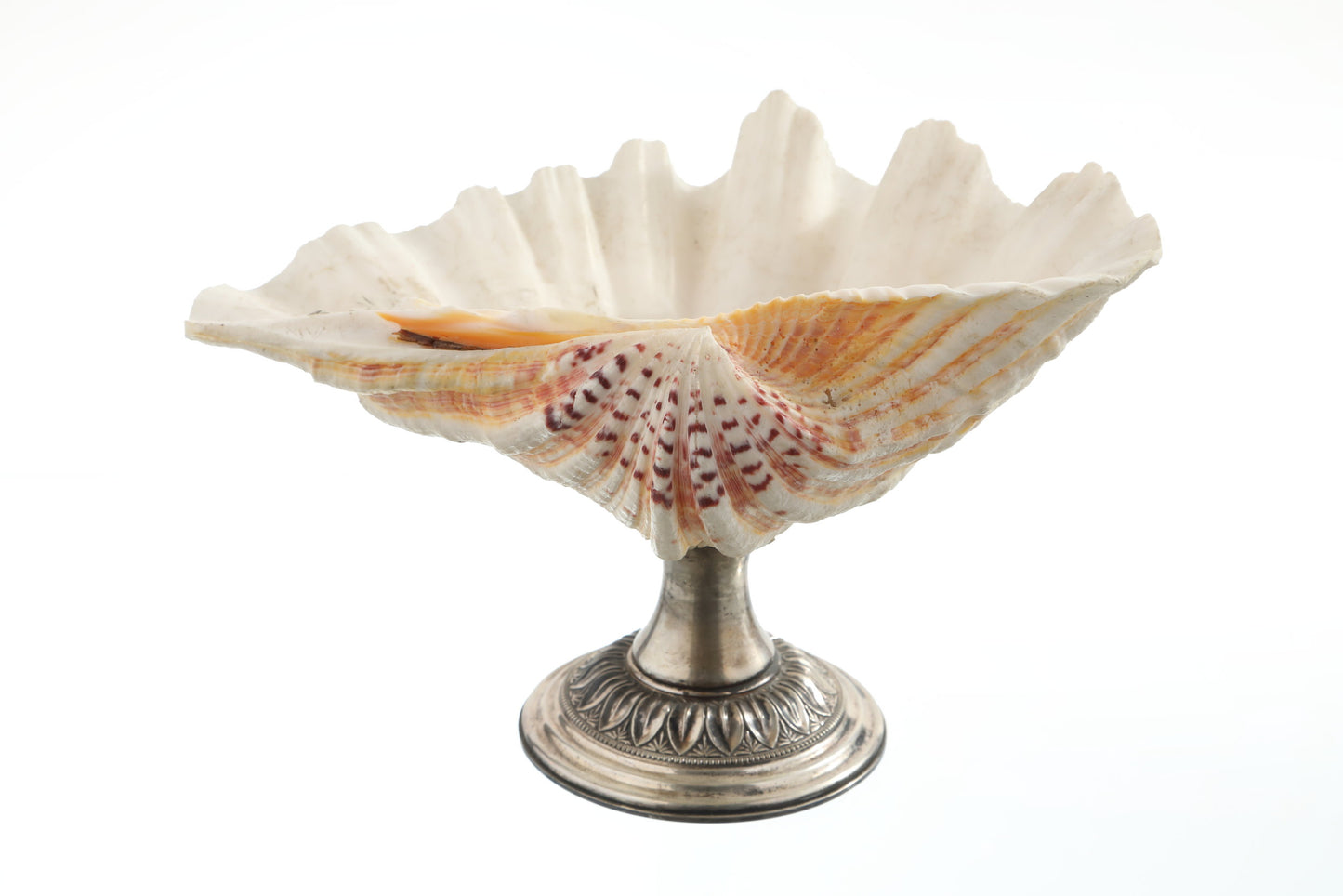 Shell centerpiece with silver base