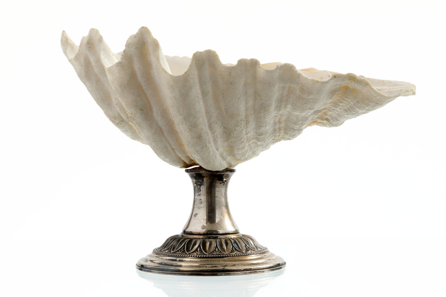 Shell centerpiece with silver base