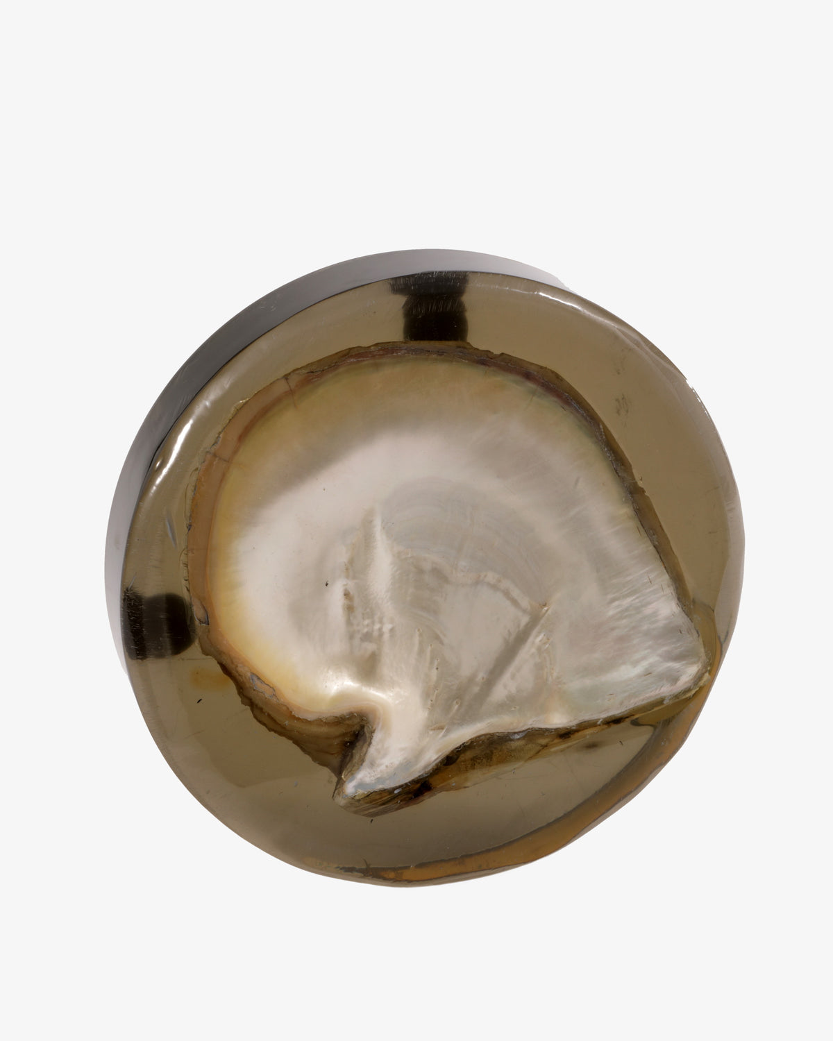 Conchiglia affogata nel plexiglass fume anni 70