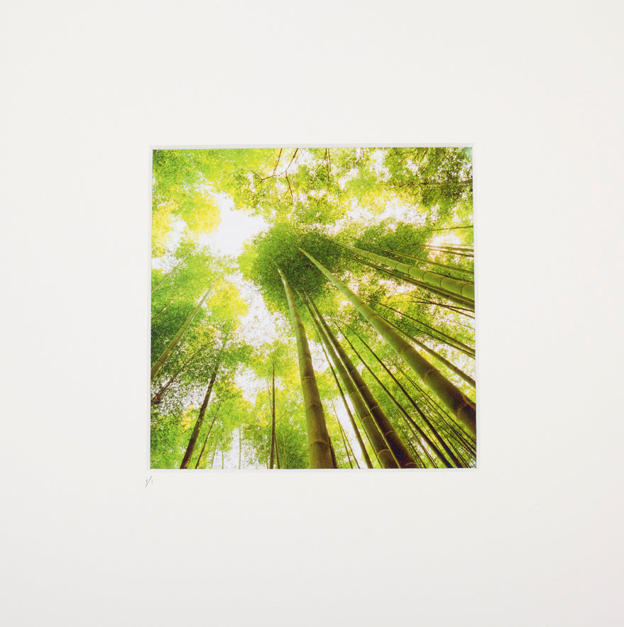 Indigo Guido Argentini green bamboo
