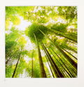 Indigo Guido Argentini green bamboo