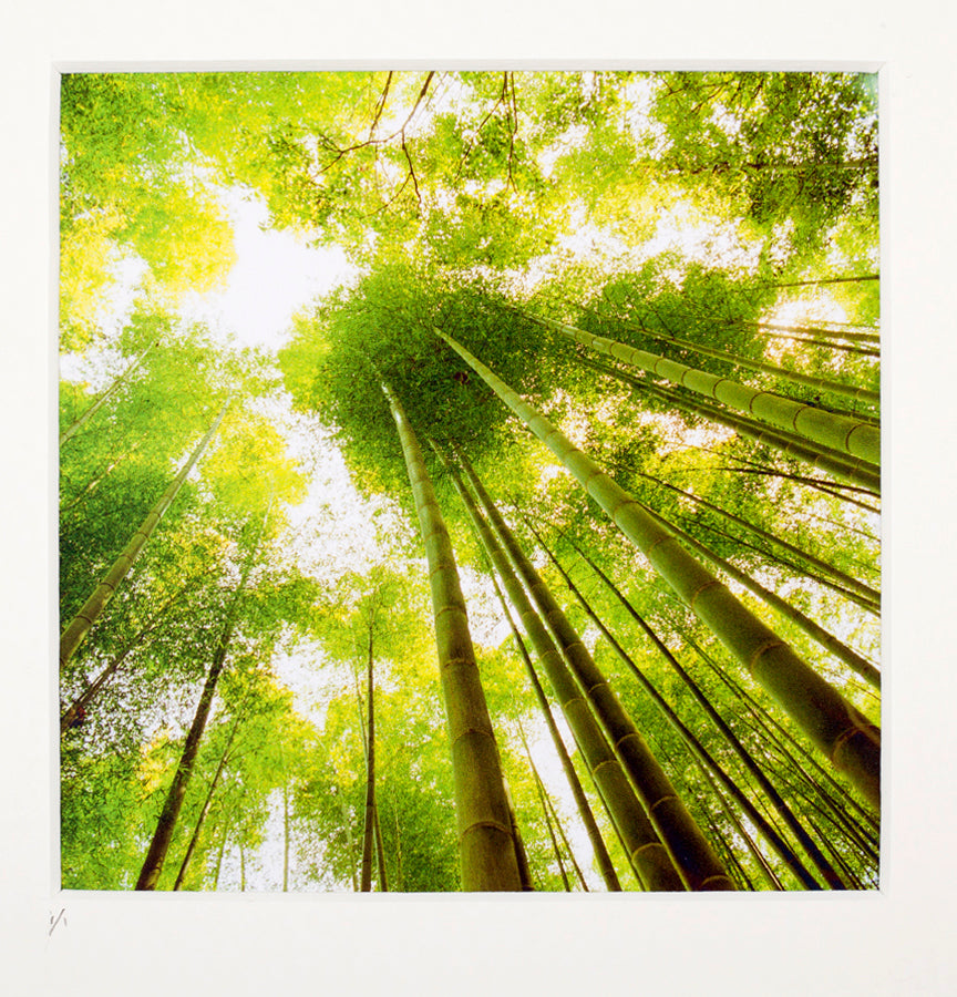 Indigo Guido Argentini green bamboo