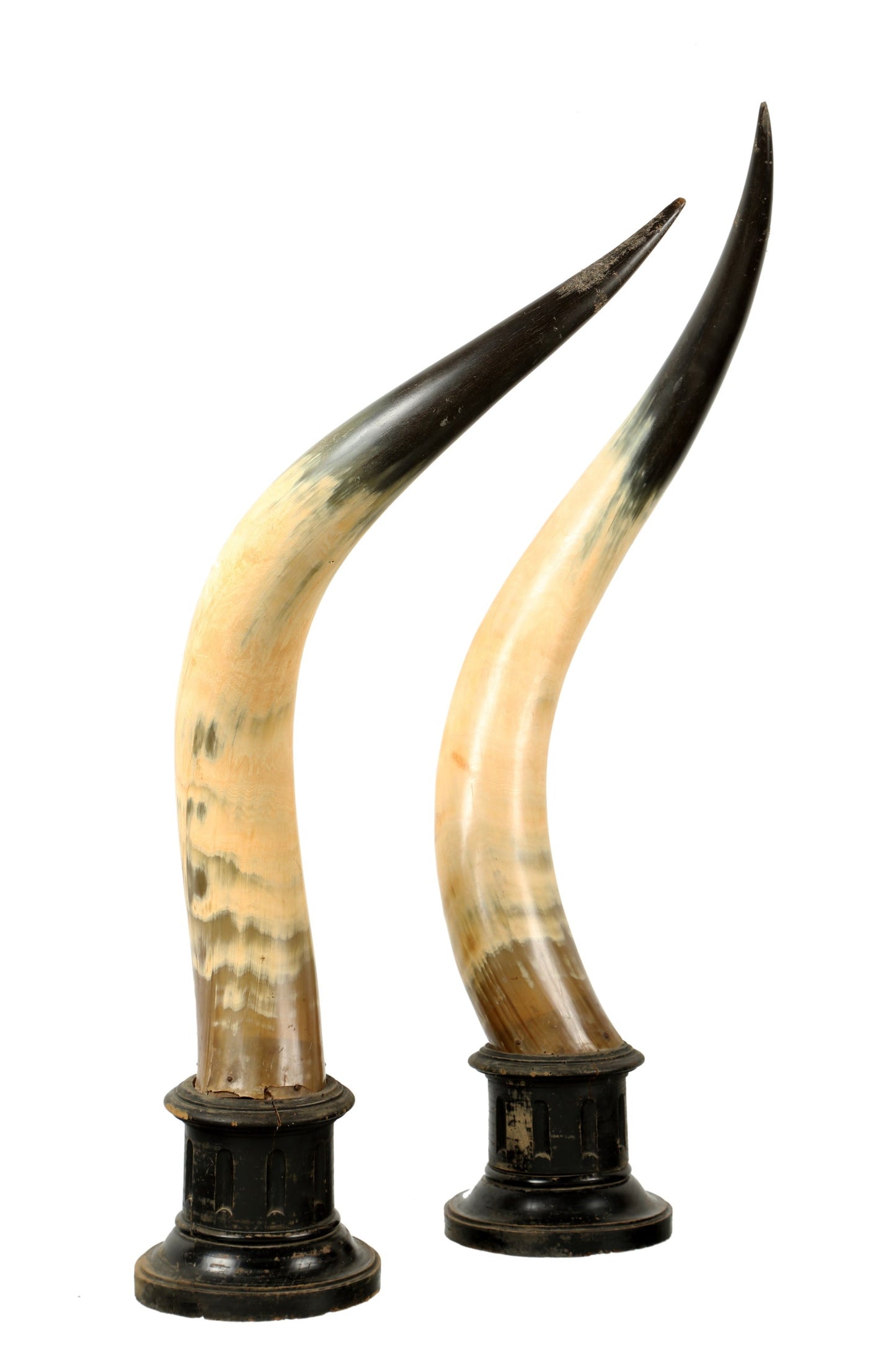 Pair of cow horns with wooden base