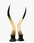 Pair of cow horns with wooden base