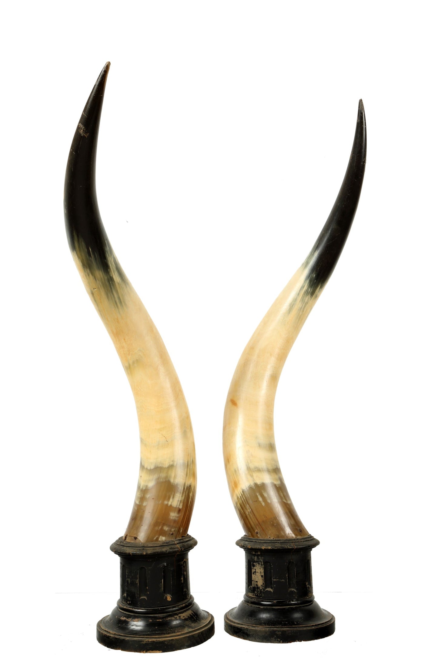 Pair of cow horns with wooden base