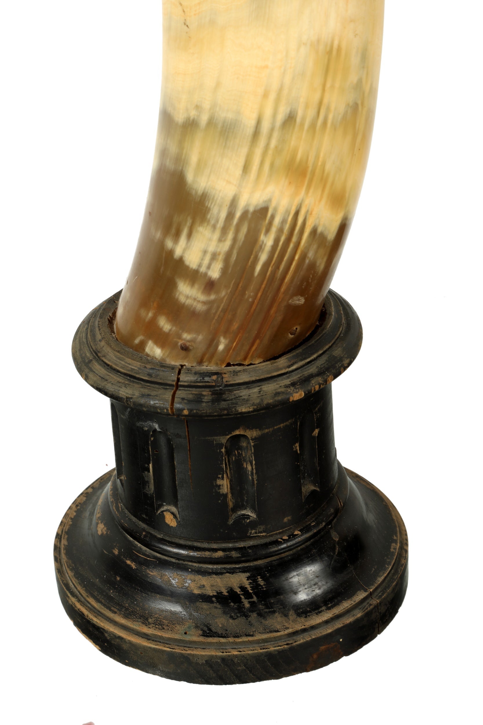 Pair of cow horns with wooden base