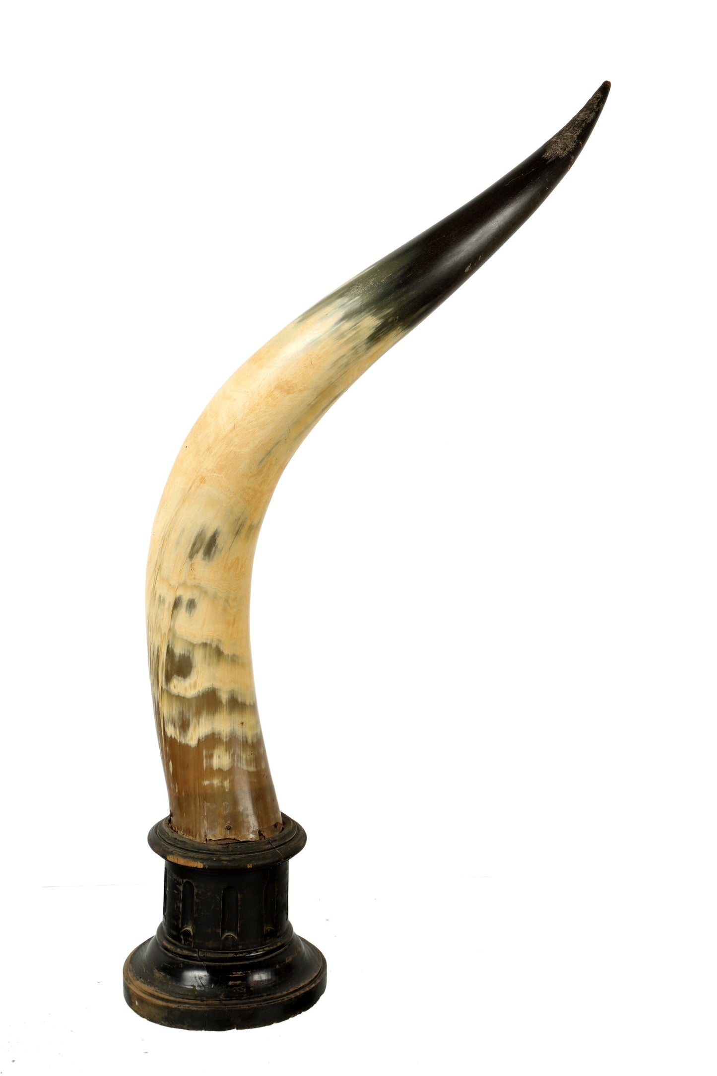 Pair of cow horns with wooden base