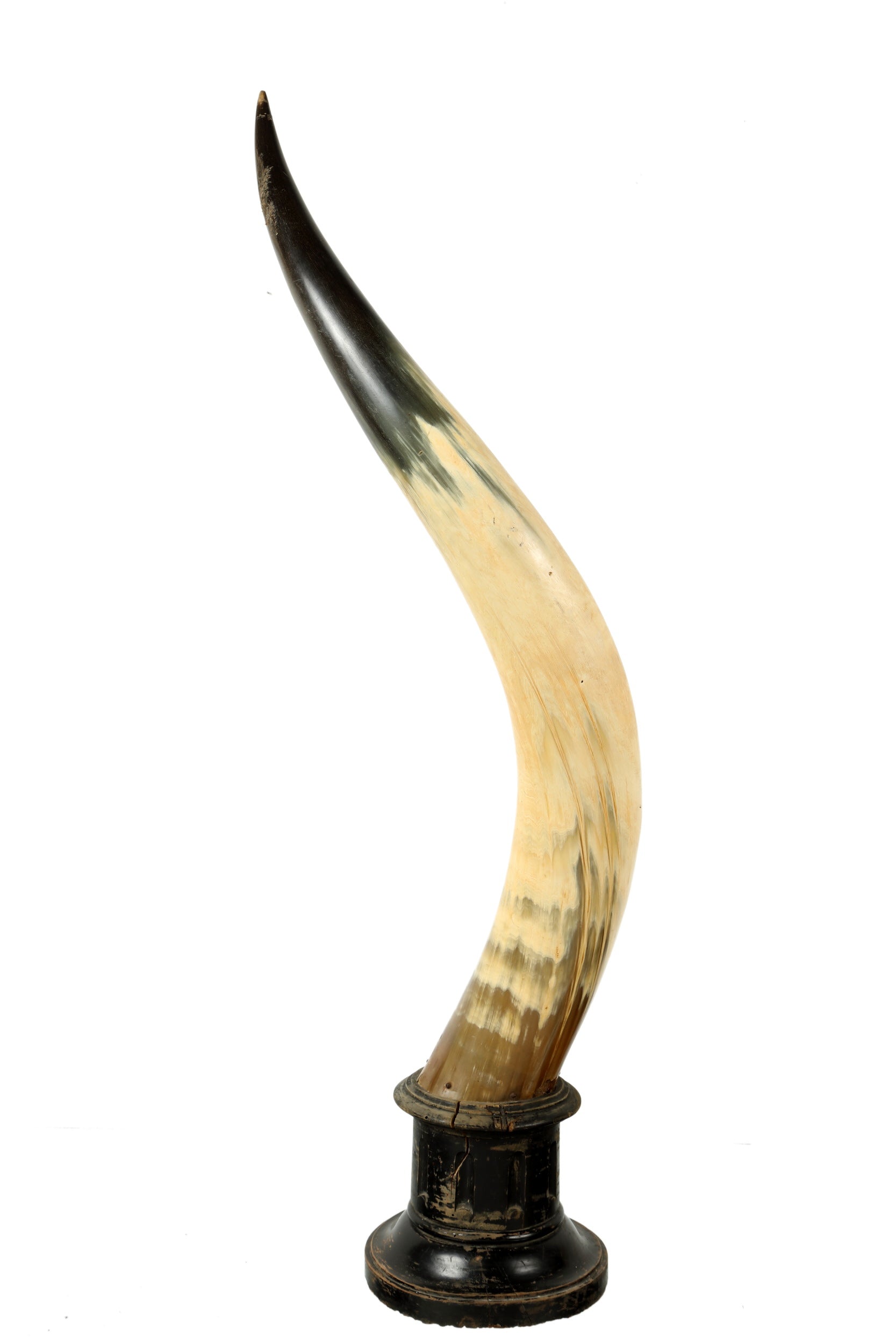 Pair of cow horns with wooden base