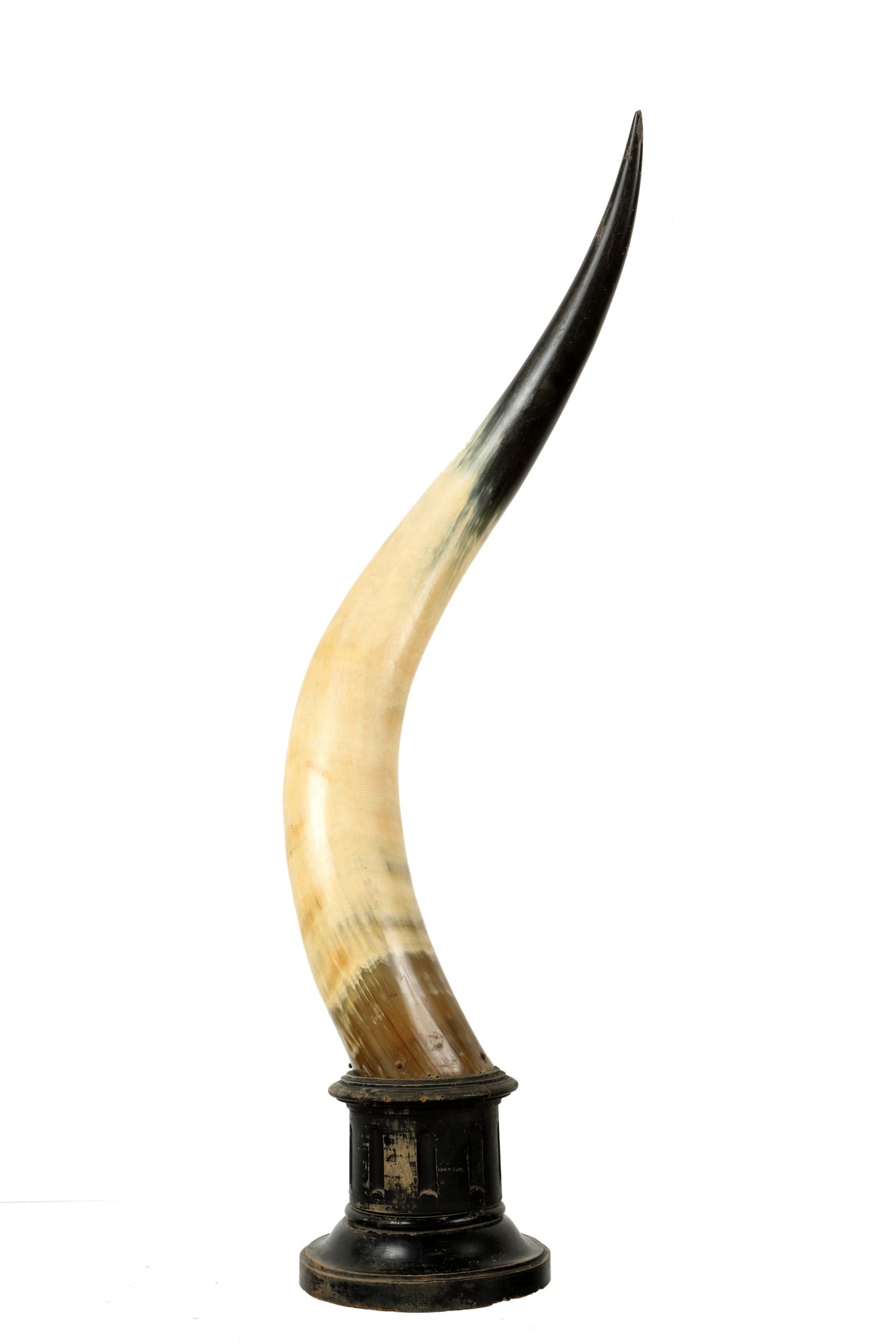 Pair of cow horns with wooden base