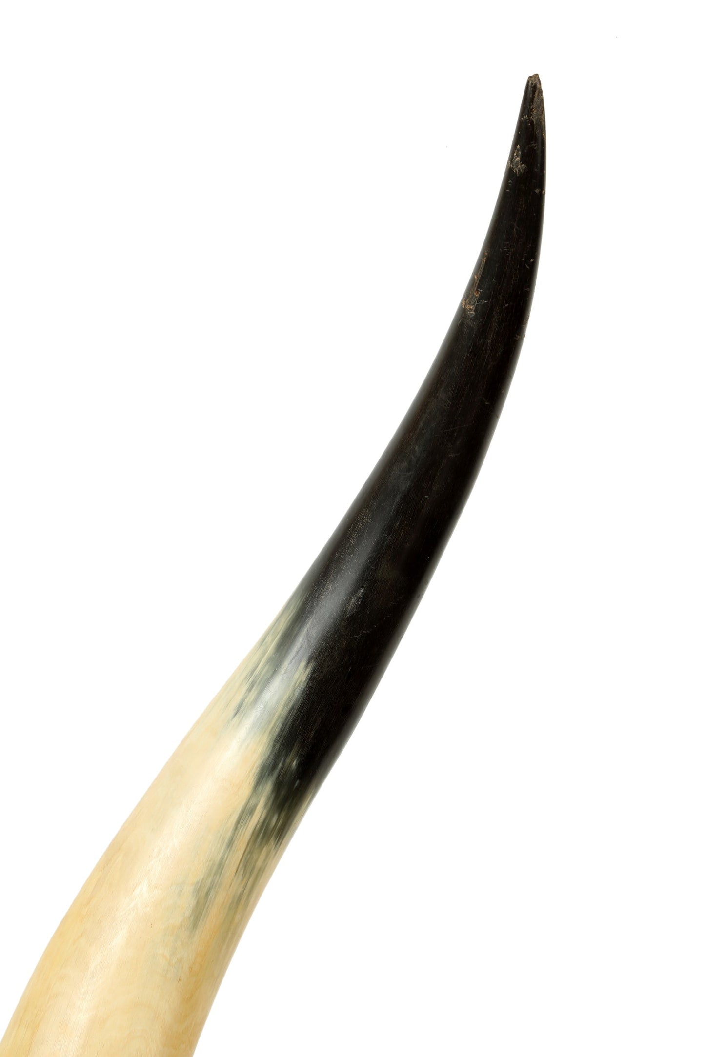 Pair of cow horns with wooden base