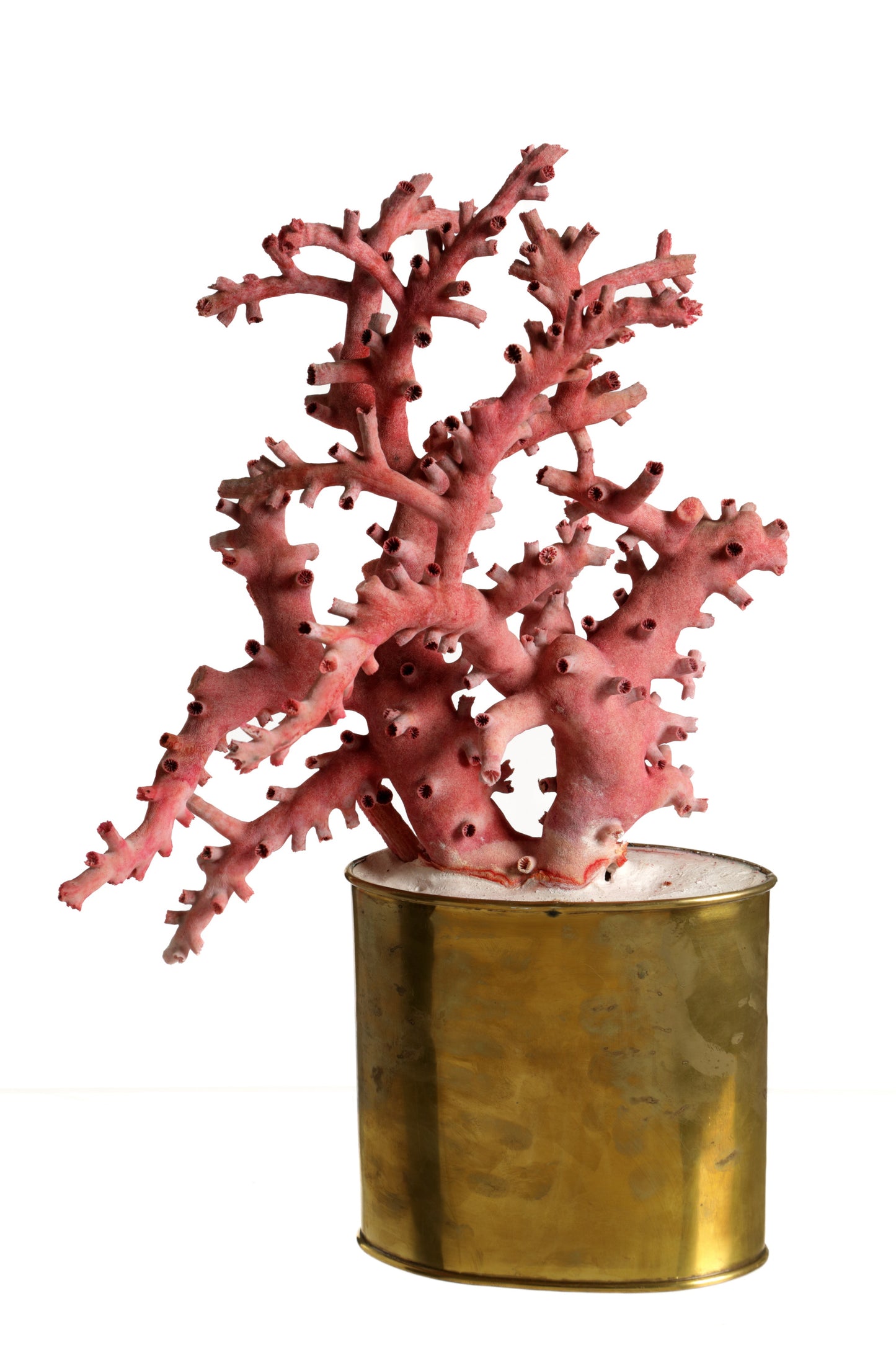 Coral composition 70s