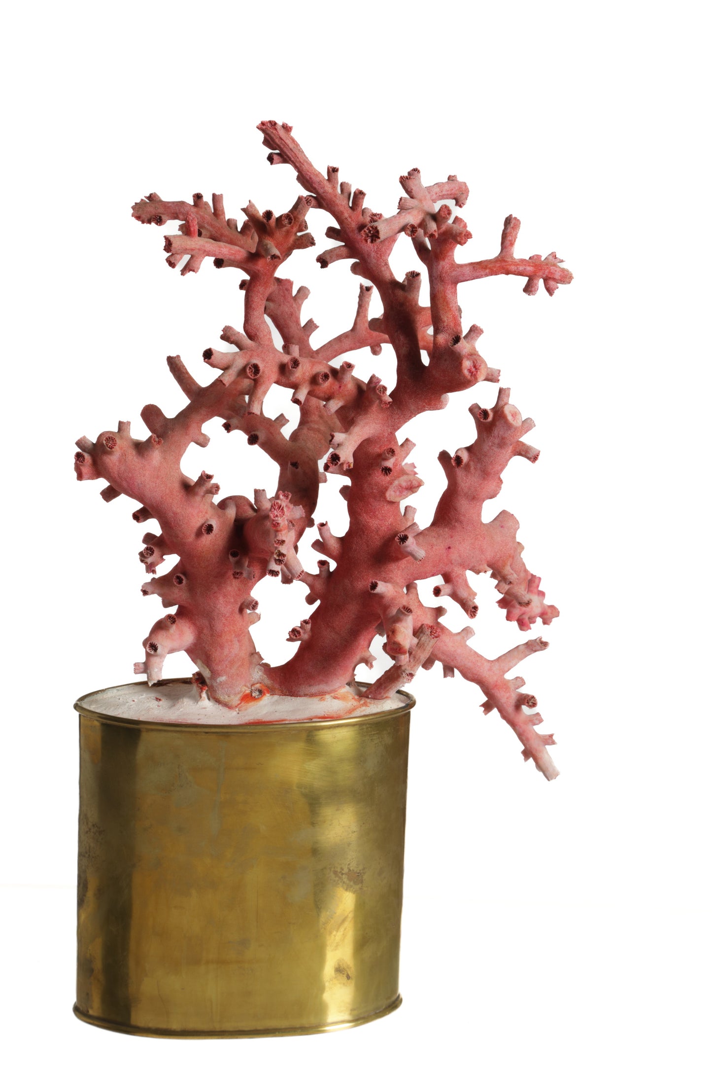 Coral composition 70s