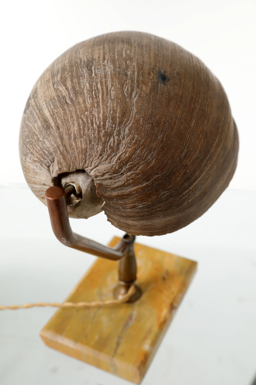 Lampada da tavolo conchiglia anni 50