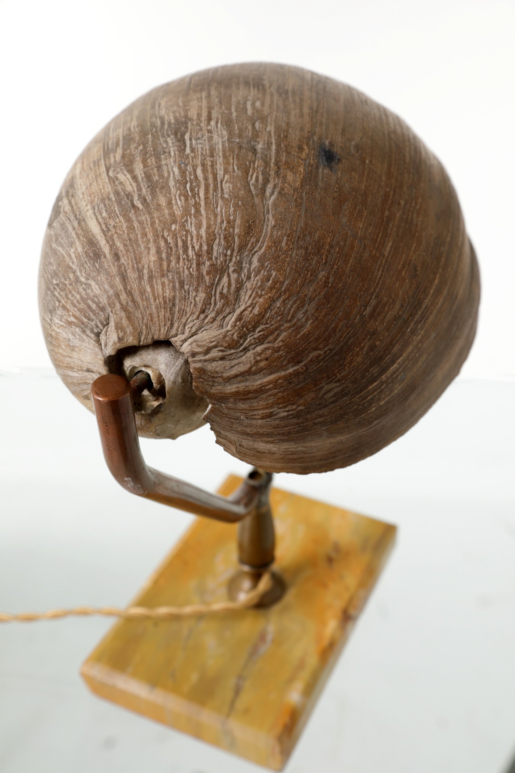 Lampada da tavolo conchiglia anni 50
